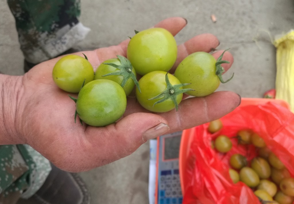 10元一斤的绿西红柿叫:贼不偷 乡村市场遇到