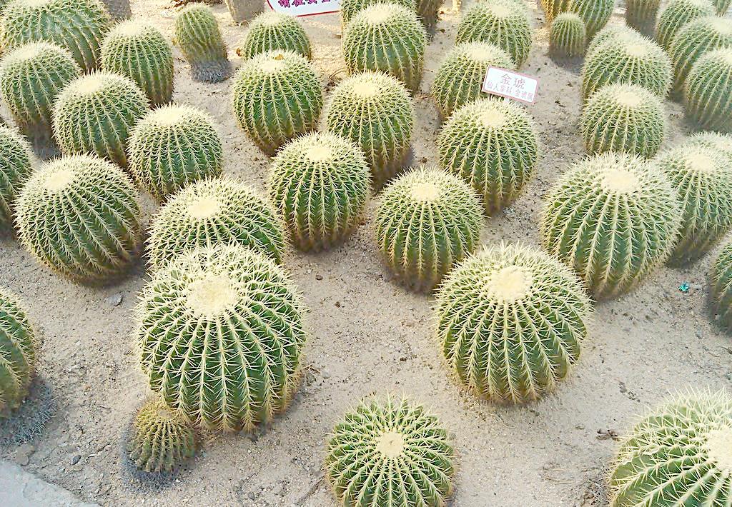 仙人球和仙人掌可以防辐射,但是很少有说说原理的,你知道吗?