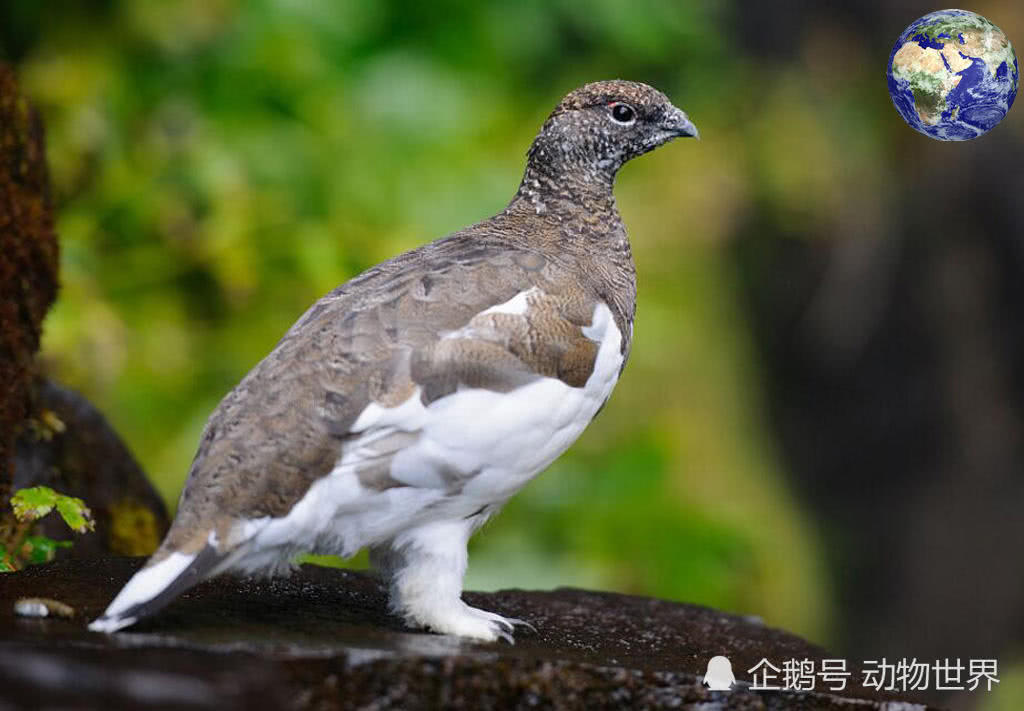 名字霸气实际上却是弱鸡的动物,被各种飞禽走兽当食物吃