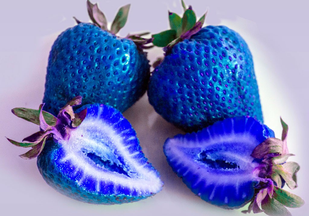网上看到的那些蓝色的草莓真的存在吗