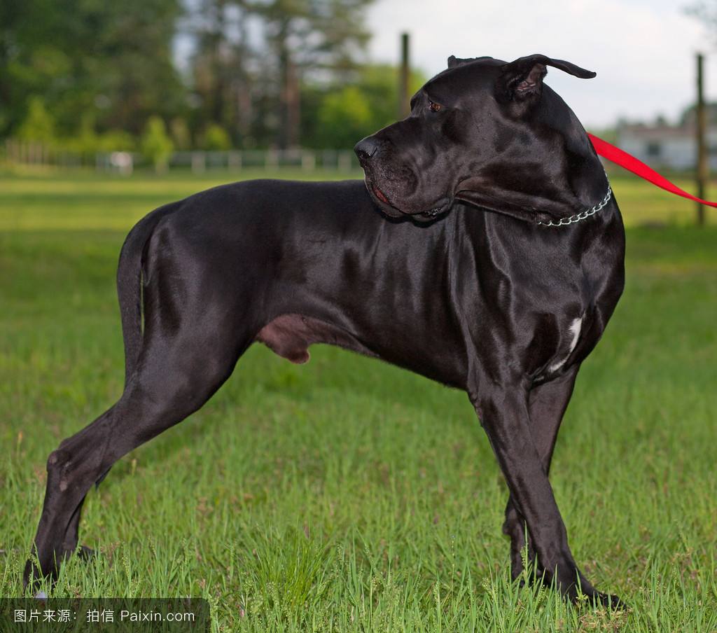 世界上体型最大品种的狗狗