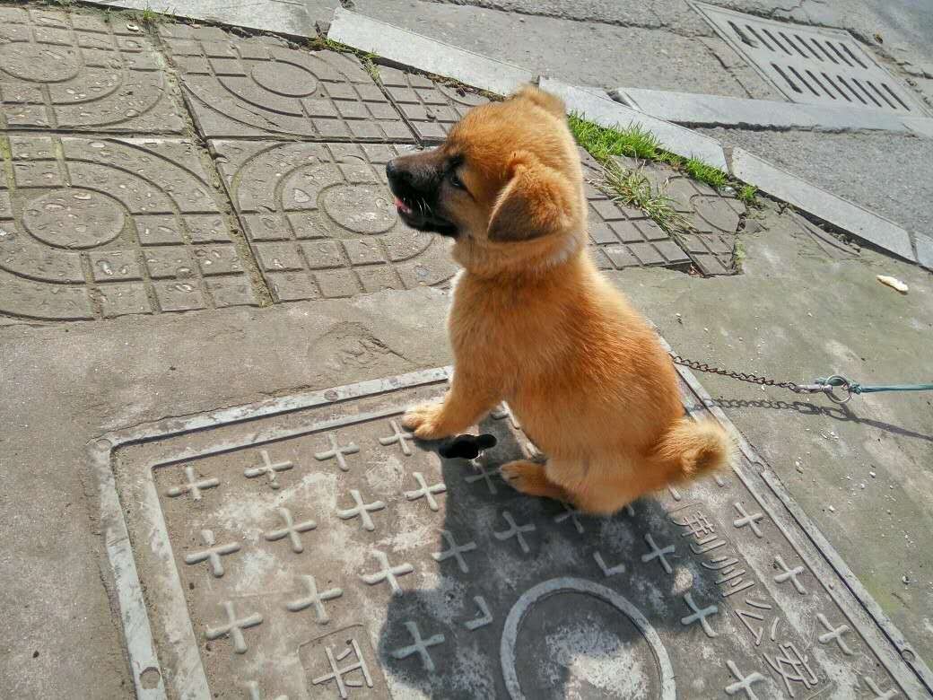 小土狗:我比王思聪的狗更萌_新浪看点