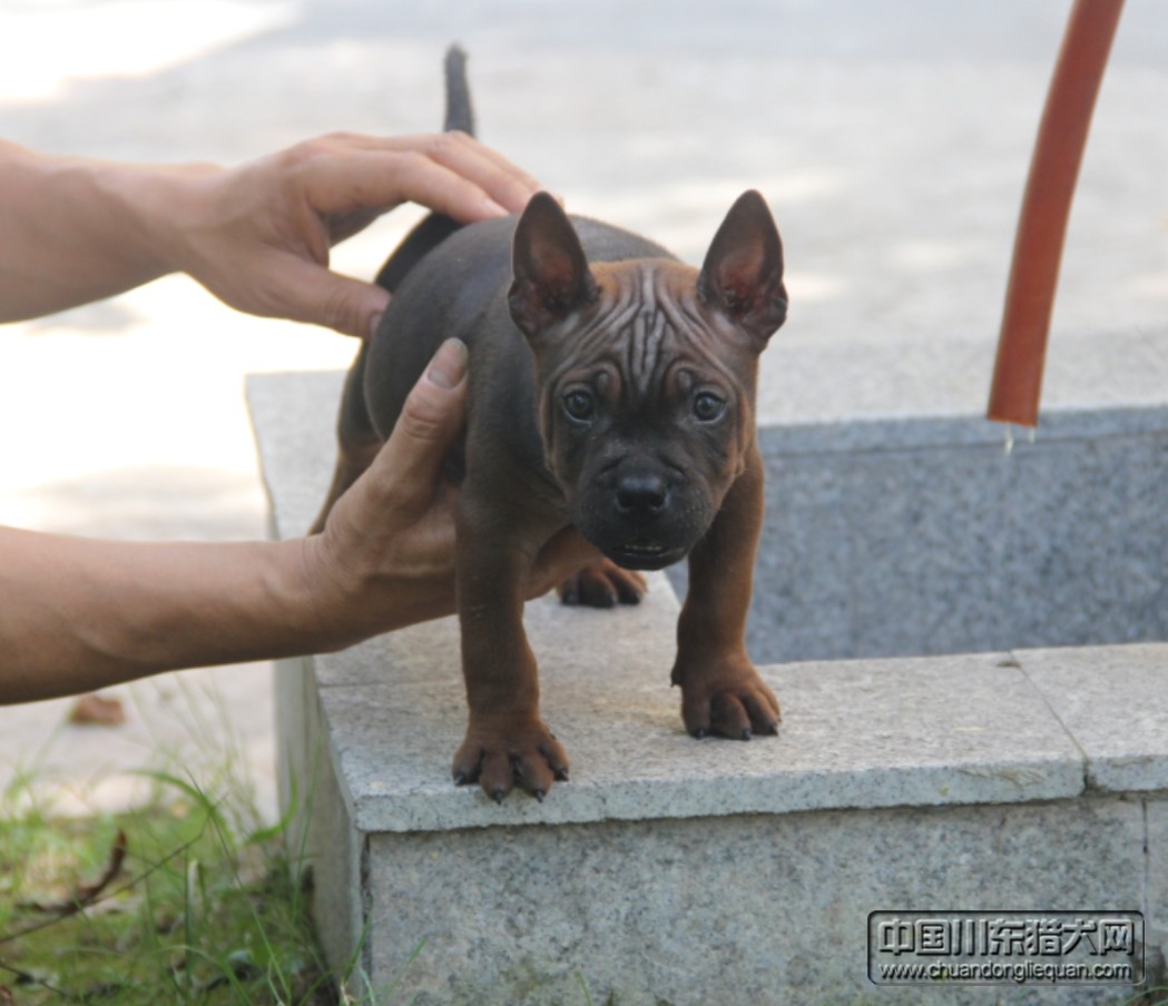 重庆川东猎犬繁育总部出生两个月的川东猎犬幼犬
