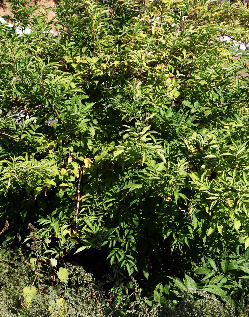 接骨树藏深山千年,当地人视为珍宝