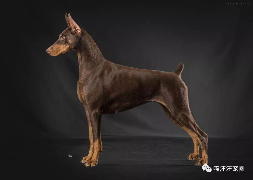 【大型犬介绍篇】明星犬--杜宾The Doberman Pins