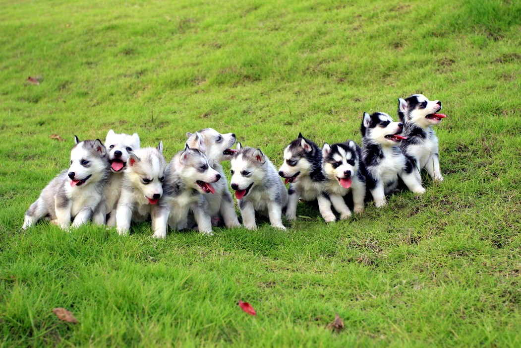 哈士奇壁纸_壁纸动物狗狗_柴犬壁纸_壁纸不同风格唯美_视安网