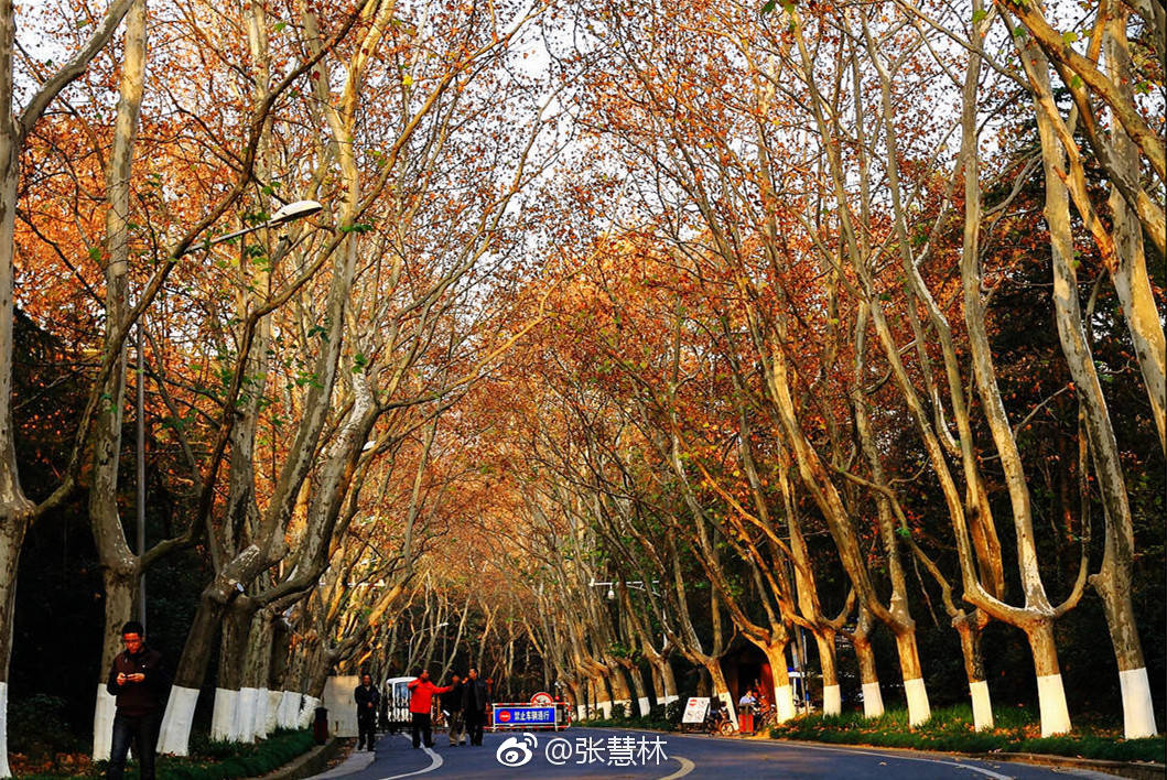 南京美丽梧桐大道|南京|大道|法国梧桐树_新浪网