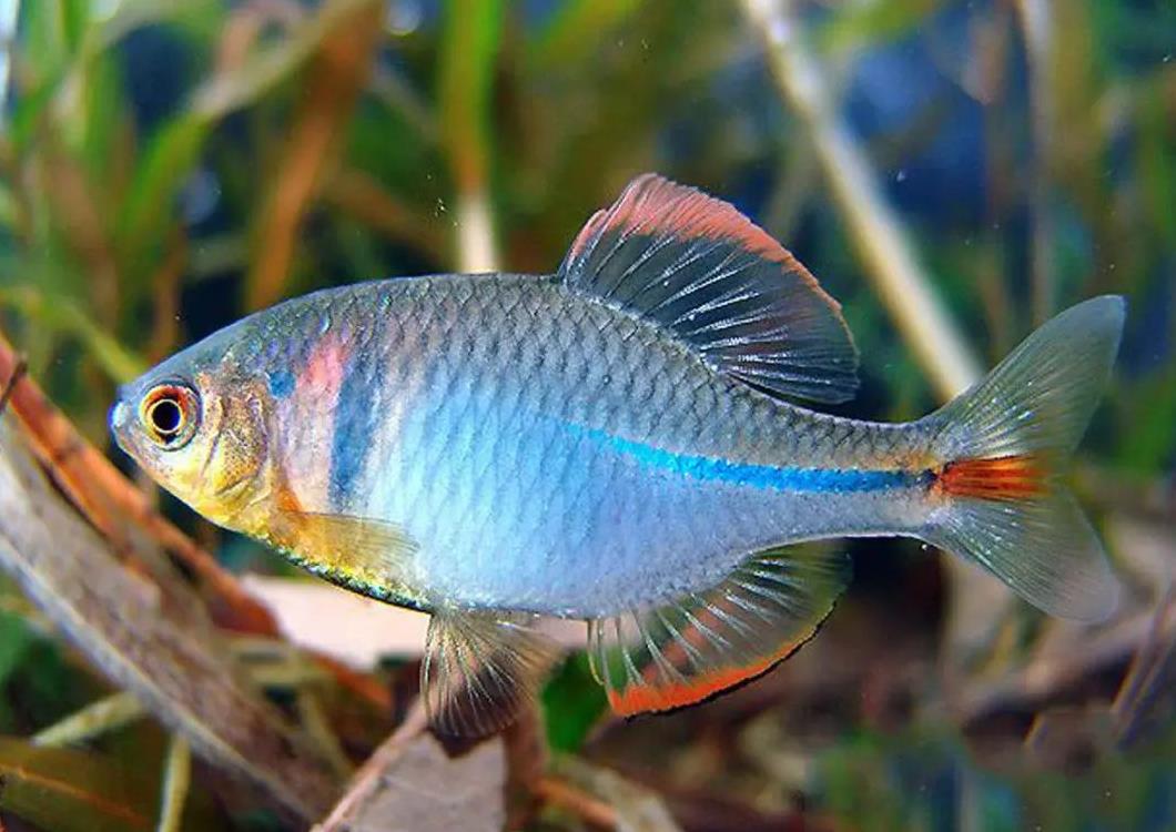 此鱼有个不雅的外号屎广皮想一饱口福,市场上