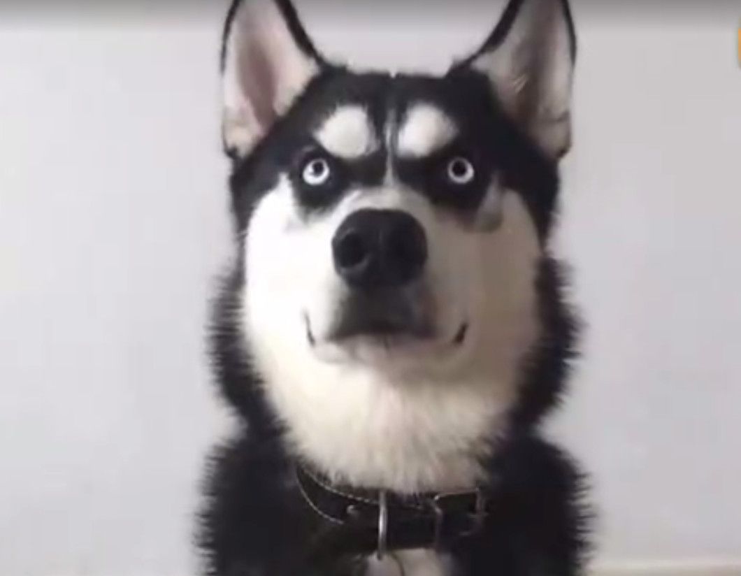 一只哈士奇治愈了主人的忧郁症,竟然是通过它生气的表情包