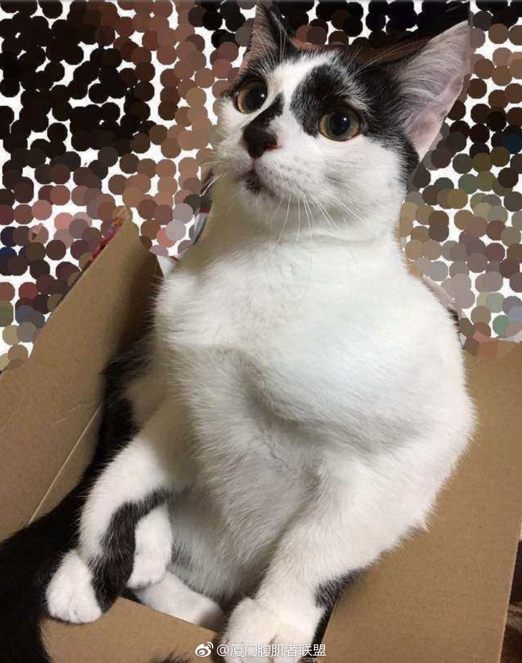 肌肉猛猫强势来袭这样的猫你敢吸吗？[喵喵]|猫|肌肉|胸肌_新浪网