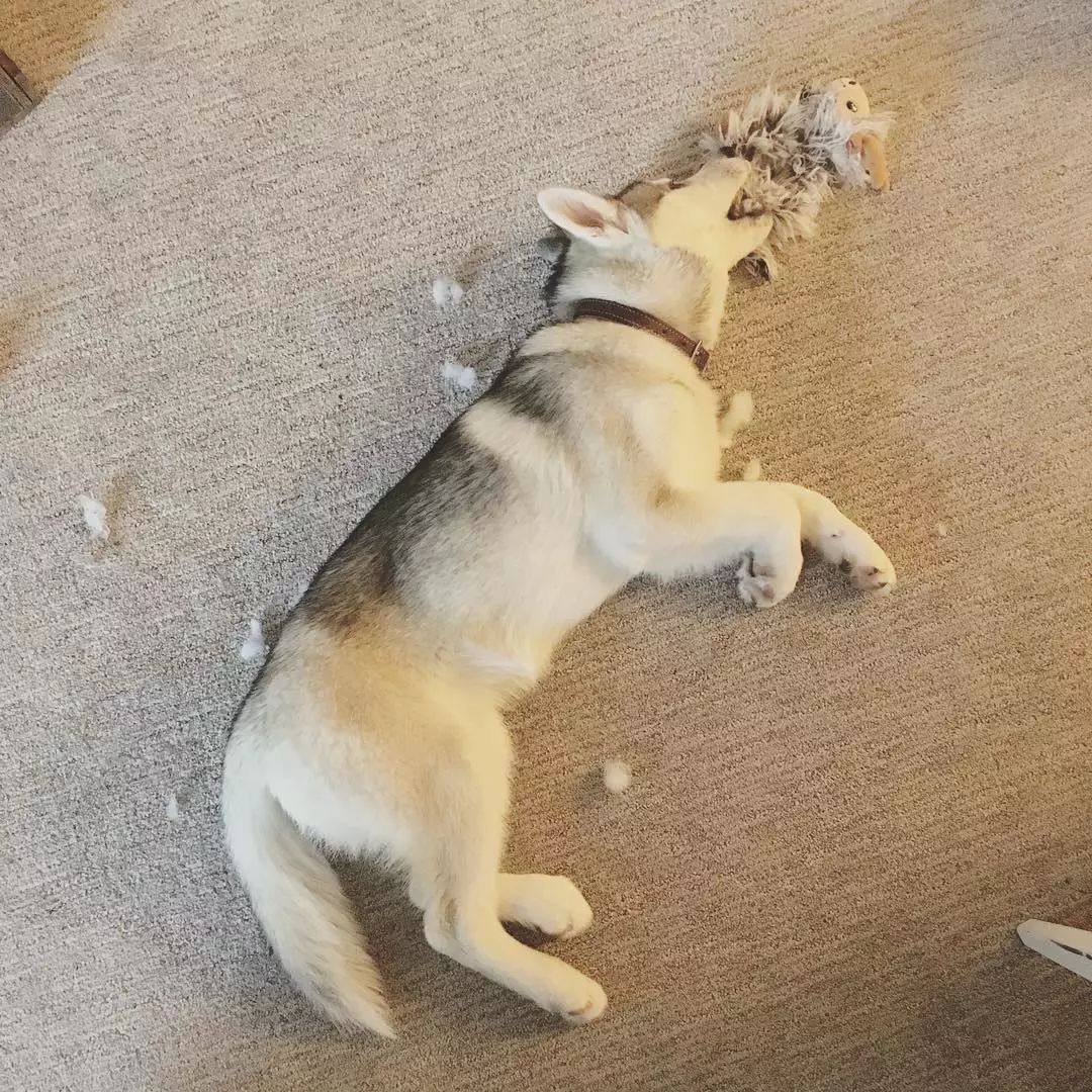 这只哈士奇意外走红了，原因是因为一张这样的影子照片