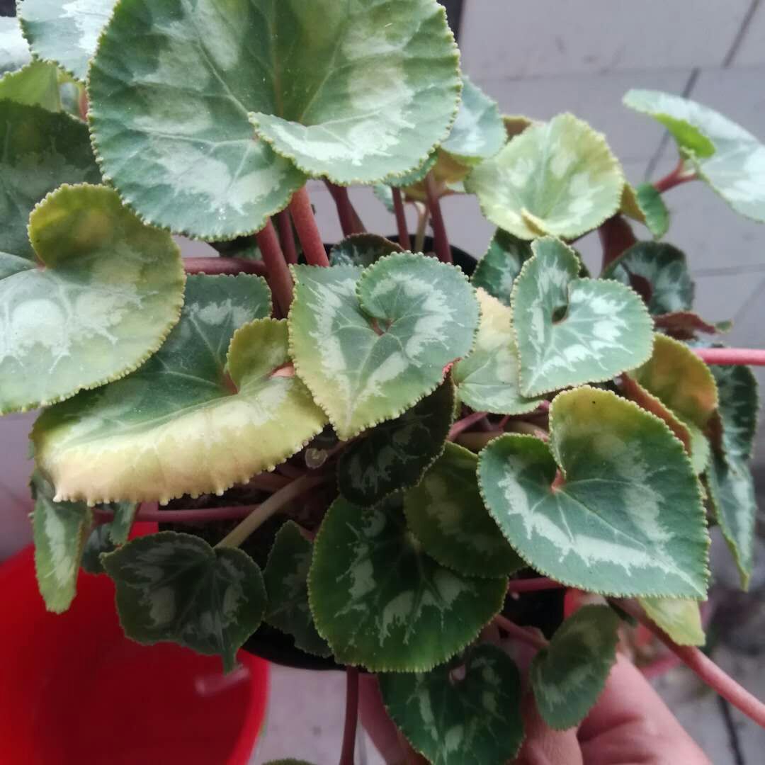 仙客来叶子发黄了怎么办?只能下狠手了