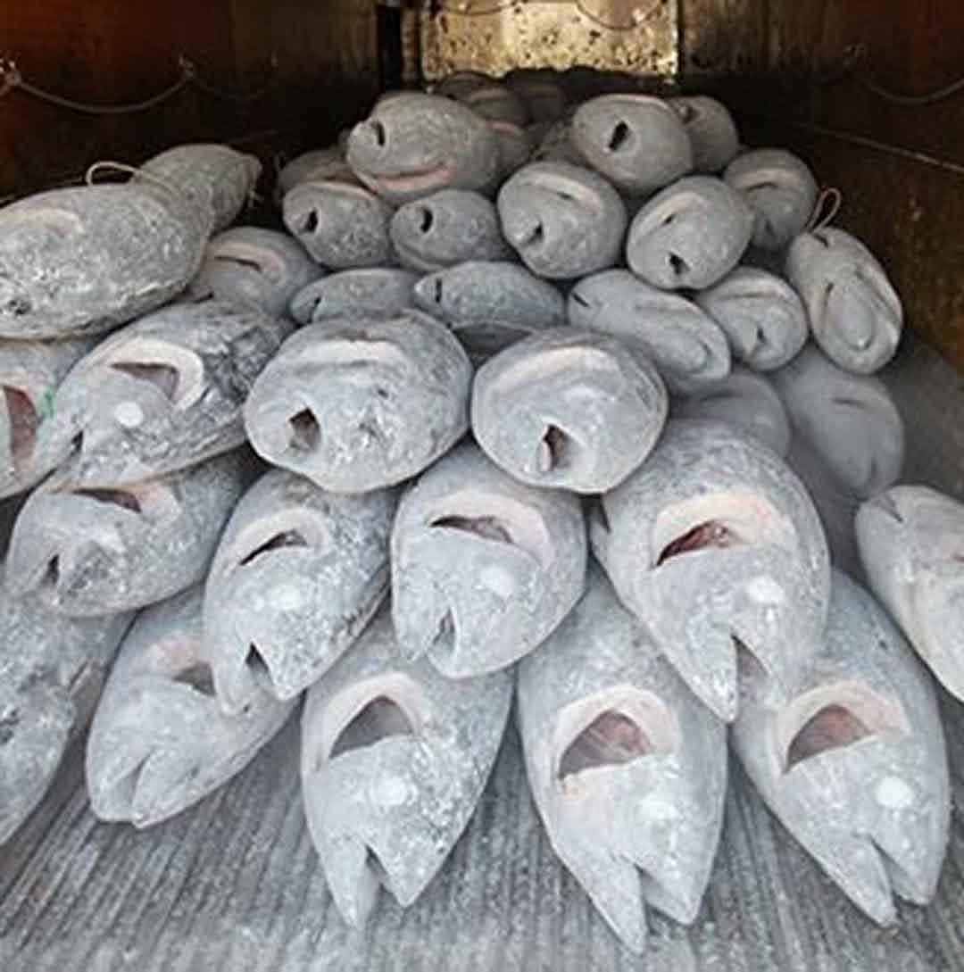 生鱼片为日本国菜,为保持新鲜冷冻金枪鱼温度