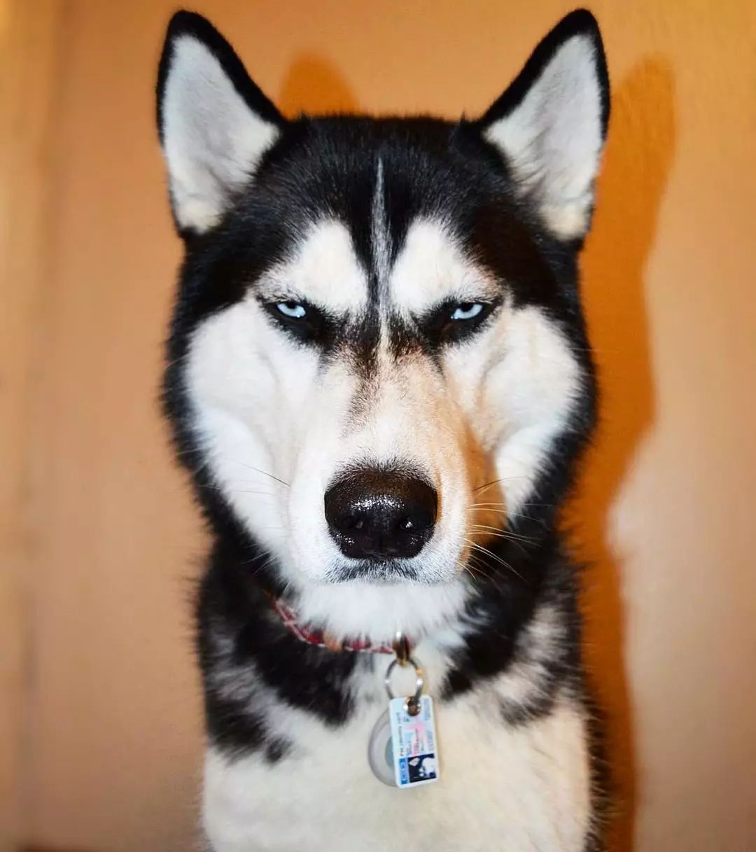 史上最硬汉的哈士奇没有之一