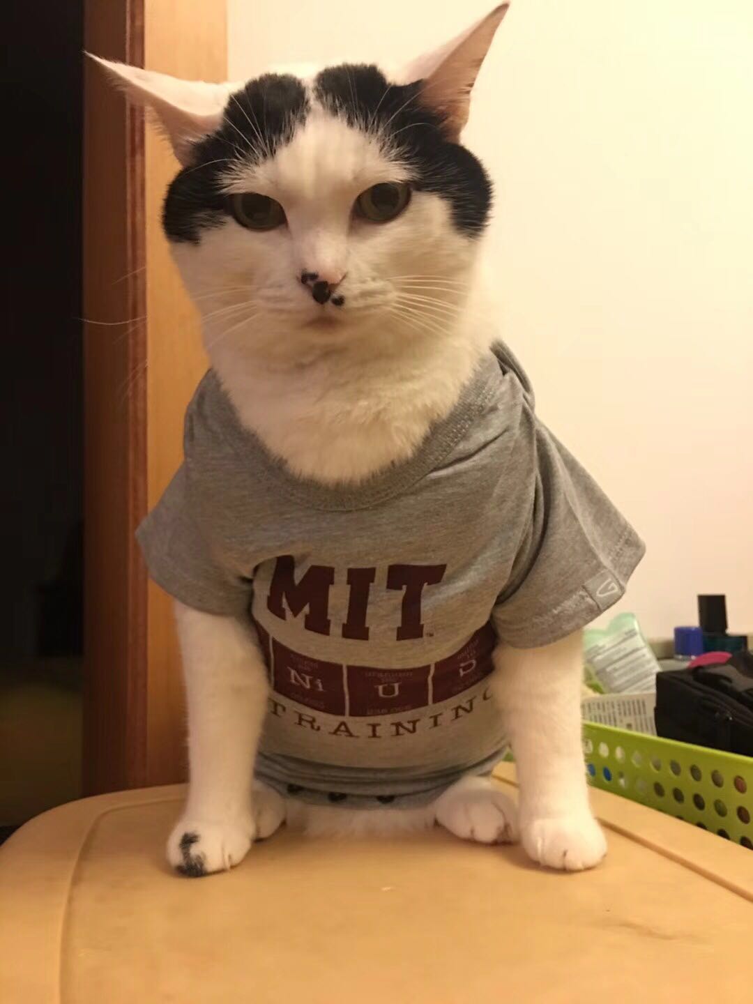 胖猫案例:过度肥胖到底有哪些坏处?