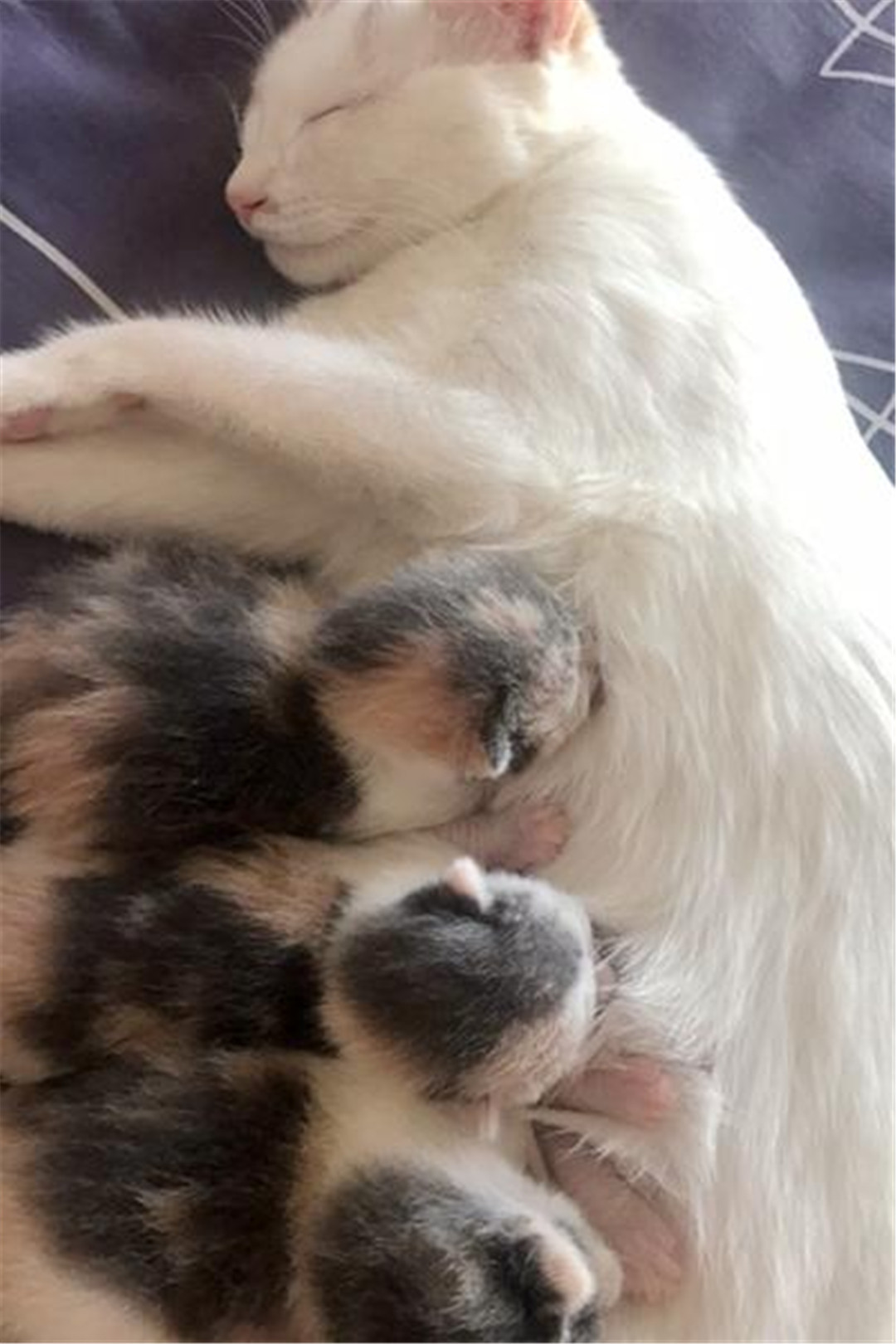 猫妈妈把一只刚出生的宝宝拉进了被窝里面,铲屎官:那我睡哪里?
