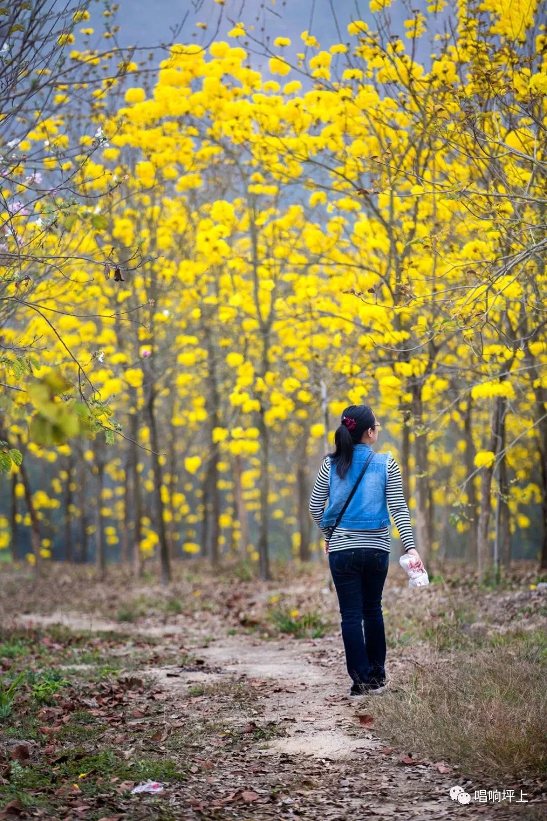 揭西县龙潭镇高田村的黄花风铃木开了,刷爆揭