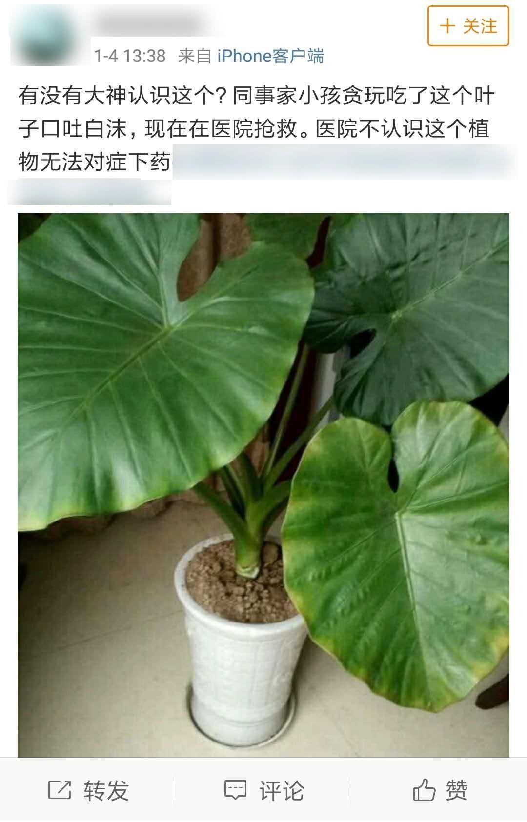 求助配图中的植物是海芋,俗称"滴水观音".