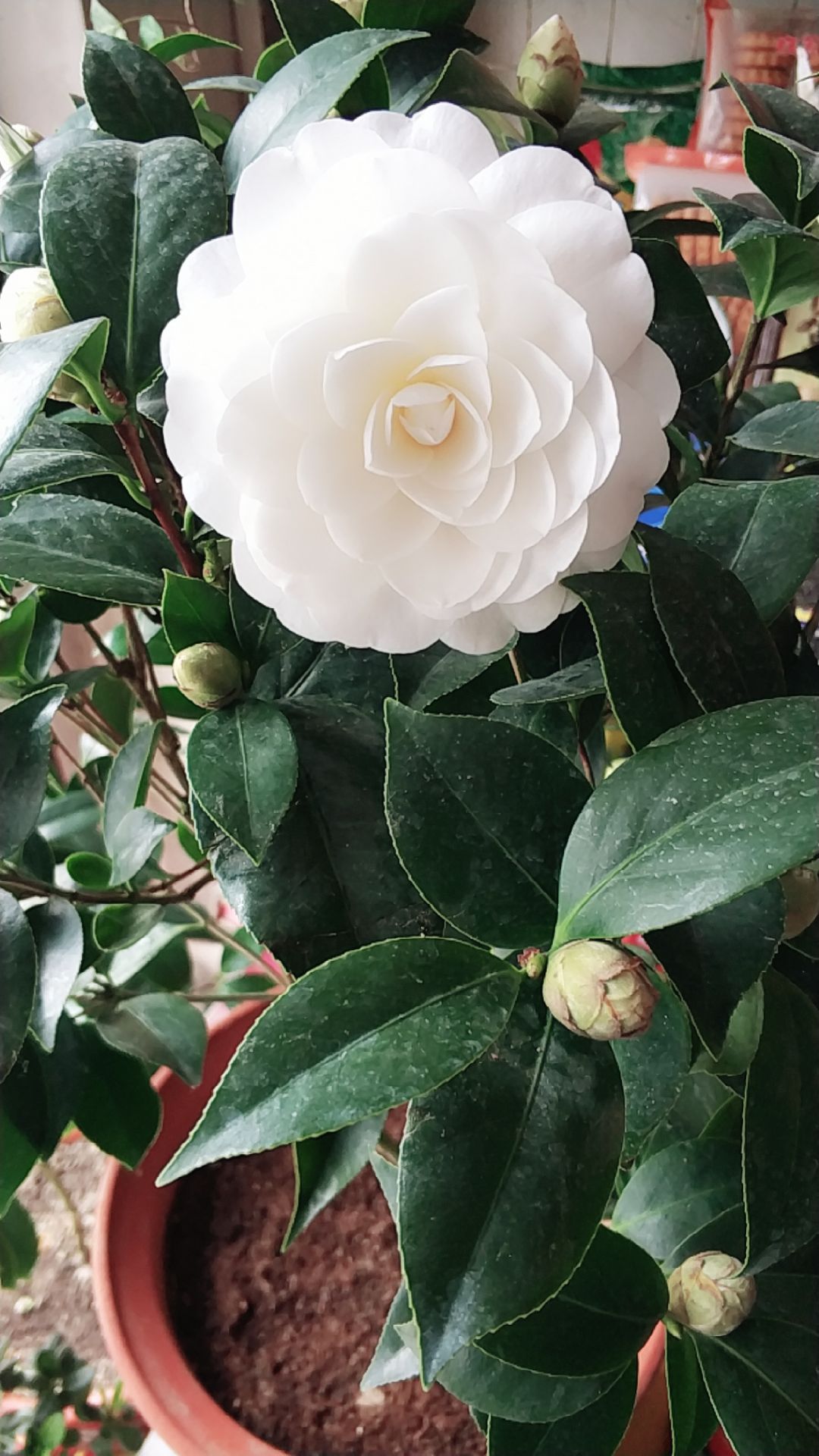 盆栽东方亮 东方亮是茶花的园艺品种,栽培比一般的茶花好养,很多北方