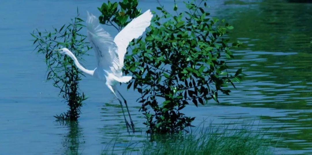 2018深圳城市形象宣传片震撼发布!看完会让你