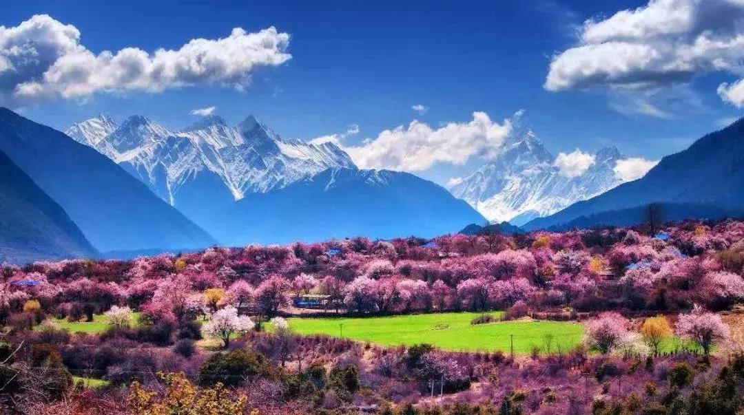 2018林芝桃花节时间敲定 下个月来西藏 邂逅中国最美春天