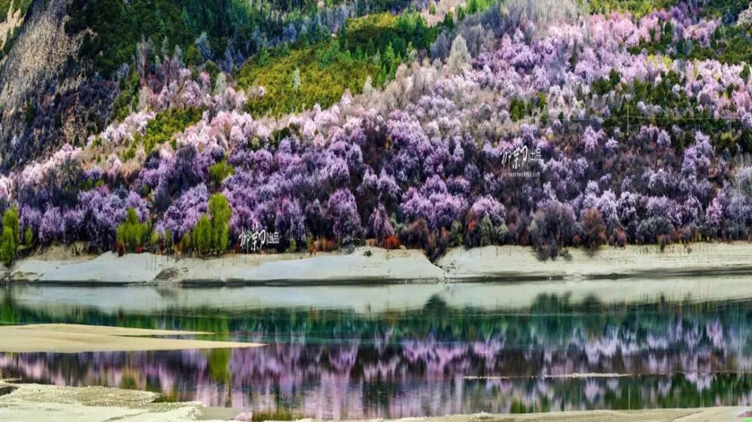 摄影师,导演,明星都关注的林芝桃花节,你想来吗?