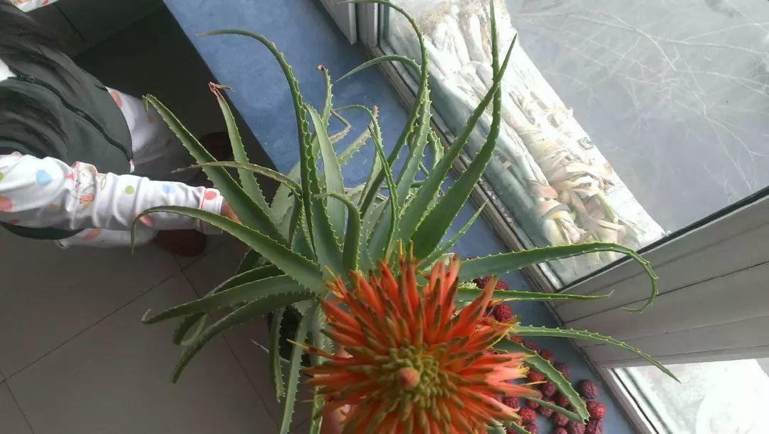 10年的芦荟开花了老妈说好运要来了老爸却想把好运吞进肚子里