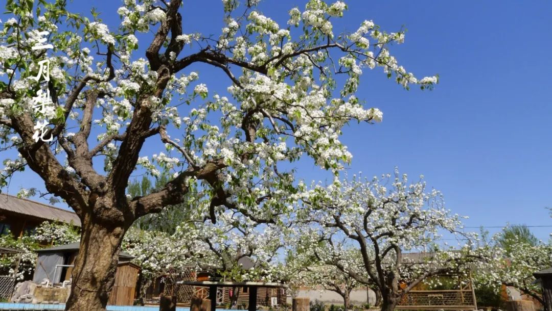 3月中旬—4月底,去看北京的樱花和梨花,7大景点
