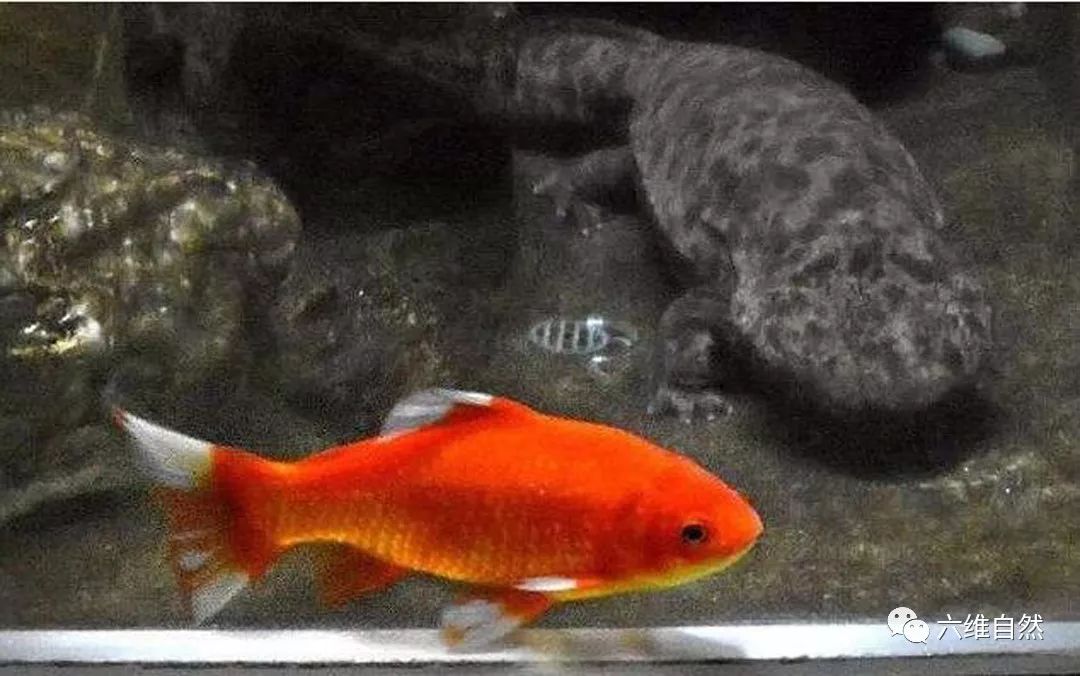 这金鱼本是一食物 最后活成一道风景线 堪称动物界的