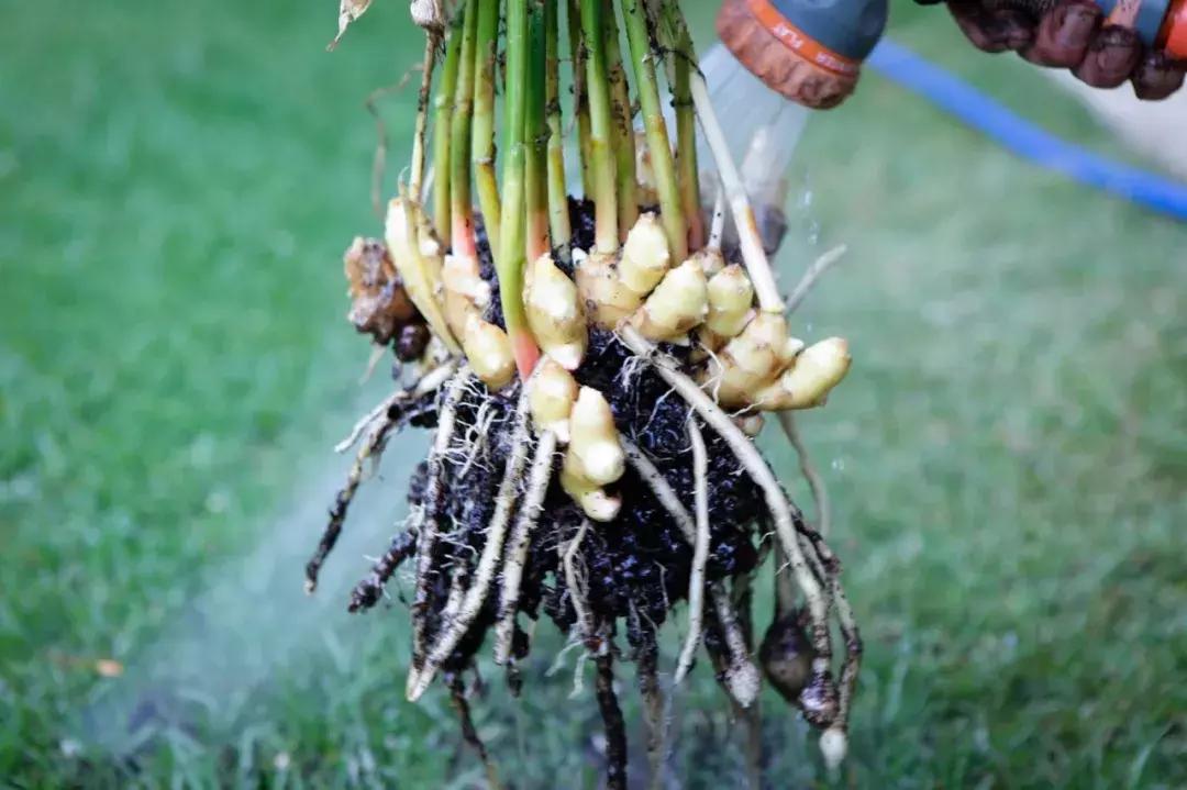 用黑色大桶栽种的生姜盆栽, 收获一座像山一样