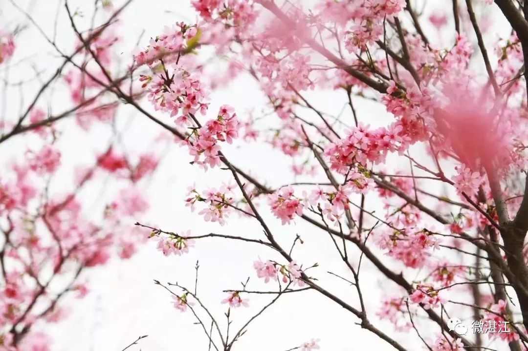 这才是3月最值得去的8个地方，就在湛江，已经把摄影师逼疯了