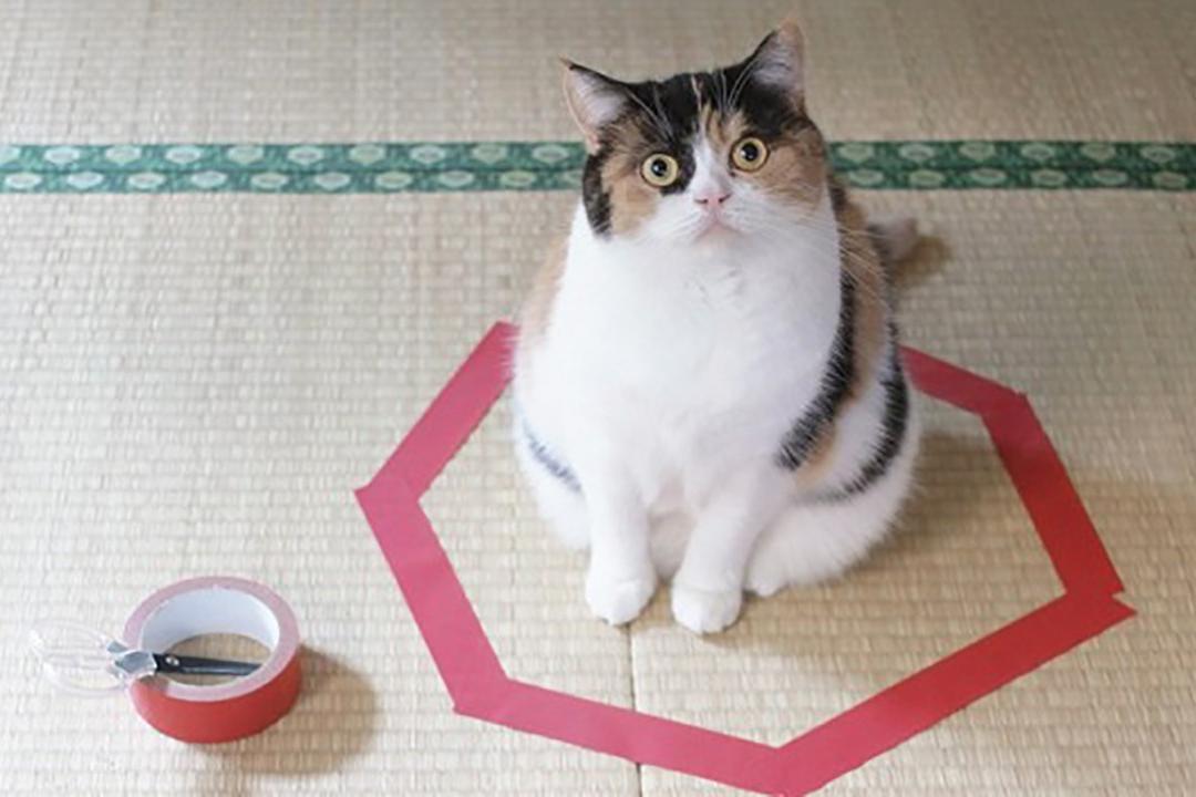 一个圆圈一个猫字一个生字猜成语_圆圈一个封字图片(3)