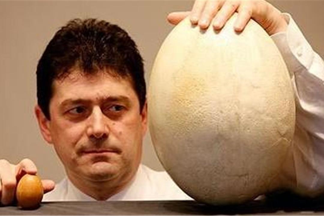 世界上最大的鸡蛋，重达156克，打破吉尼斯世界记录