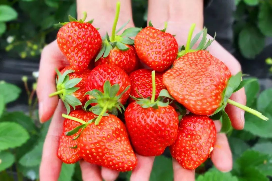 冬天采草莓，就在乐山周边，公交、自驾很方便!