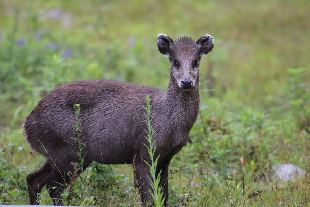 小麂图片_纵览新闻