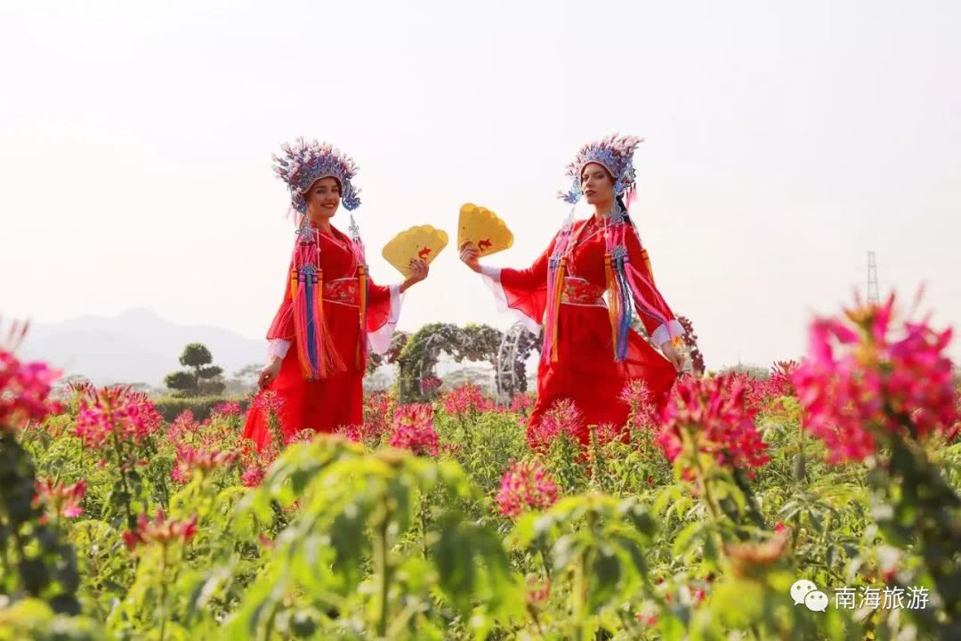 向日葵、茶花、玫瑰……佛山周边处处是花海，拍照赏花最当时!