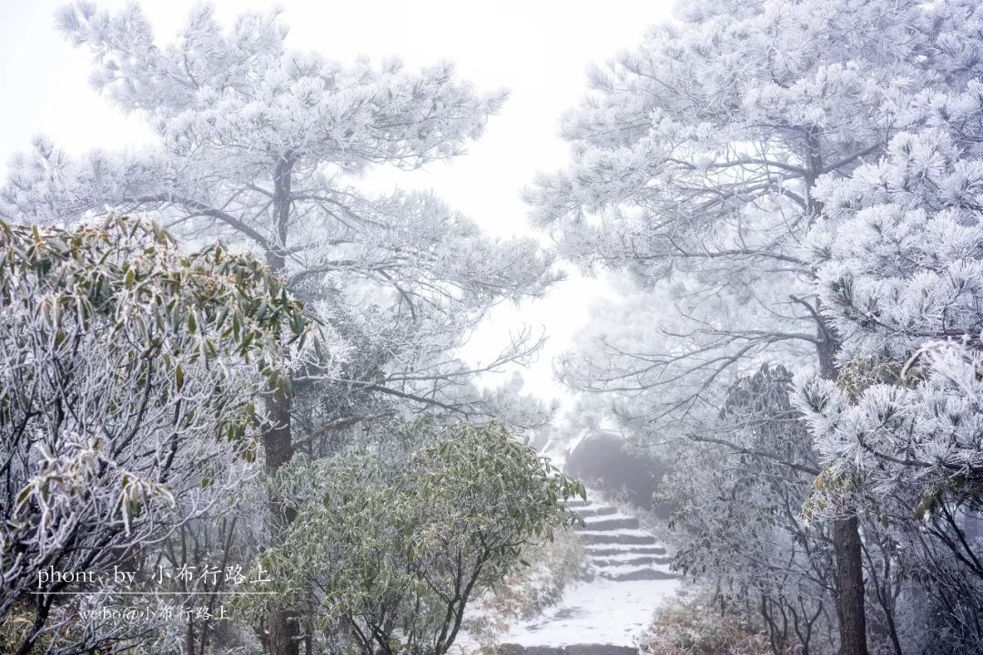 是的,不要怀疑!闽南真的下雪了!德化九仙山邂逅雪景!