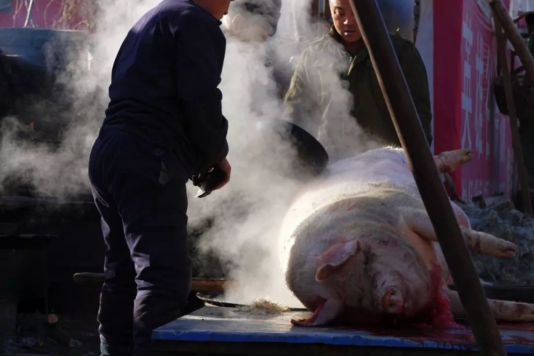 全程实拍常州农村过年杀猪!城里多数人都没见