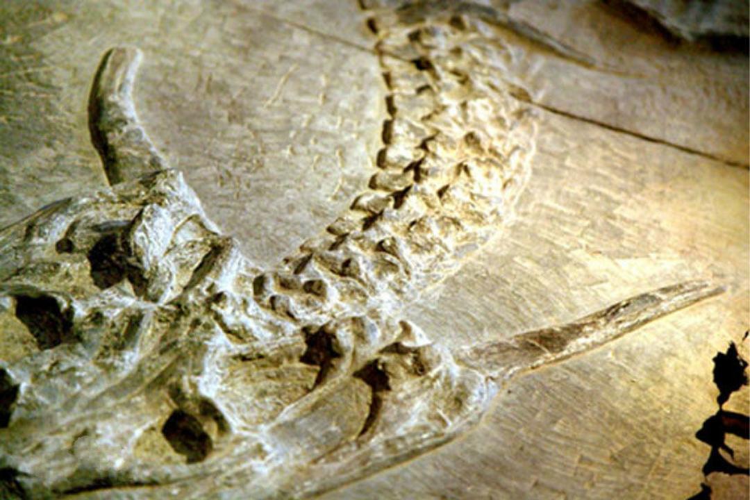 龙这种动物是否真的存在于地球之上?科学家表示并非空穴来风