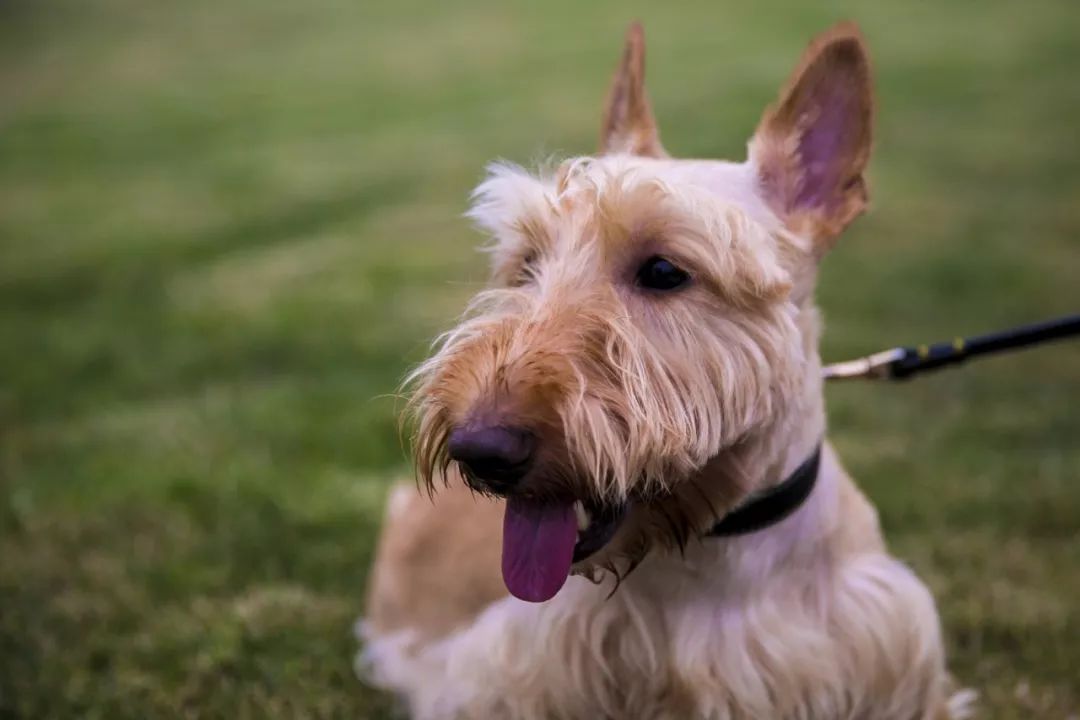 世界上45种狗狗,愿您狗年旺旺旺|狗狗|幼犬|牧羊犬_新浪新闻