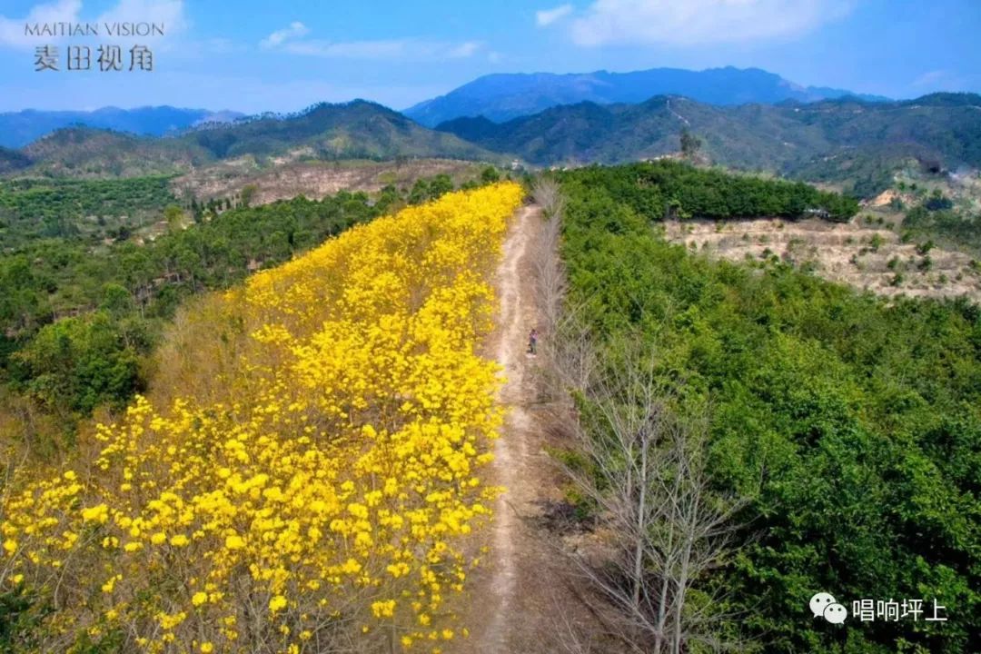 揭西县龙潭镇高田村的黄花风铃木开了,刷爆揭