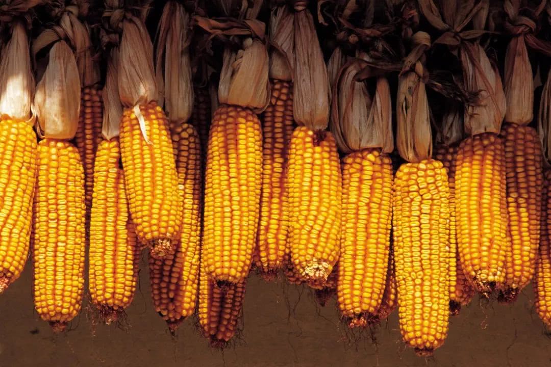 2018年农业直补发放规则及时间确定!速看!