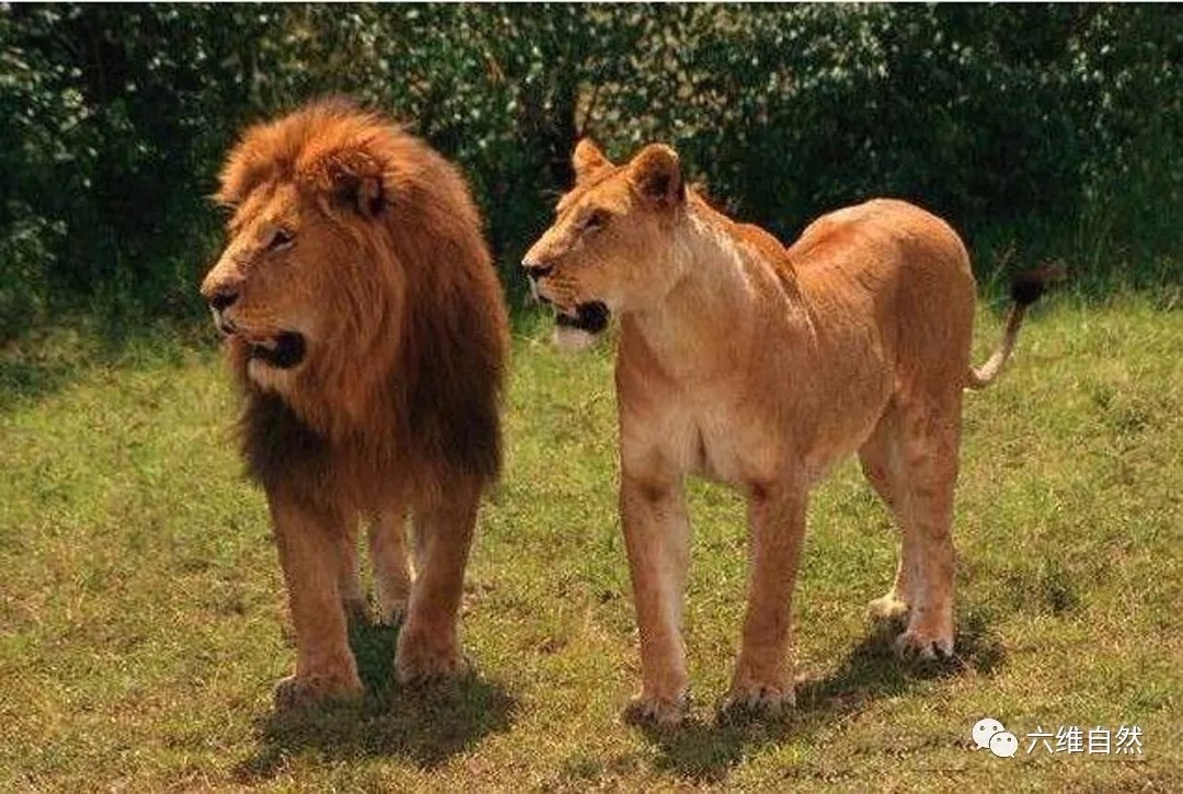雄狮说不狩猎就不狩猎竟让雌狮独力捕杀野牛自己却在一旁看戏