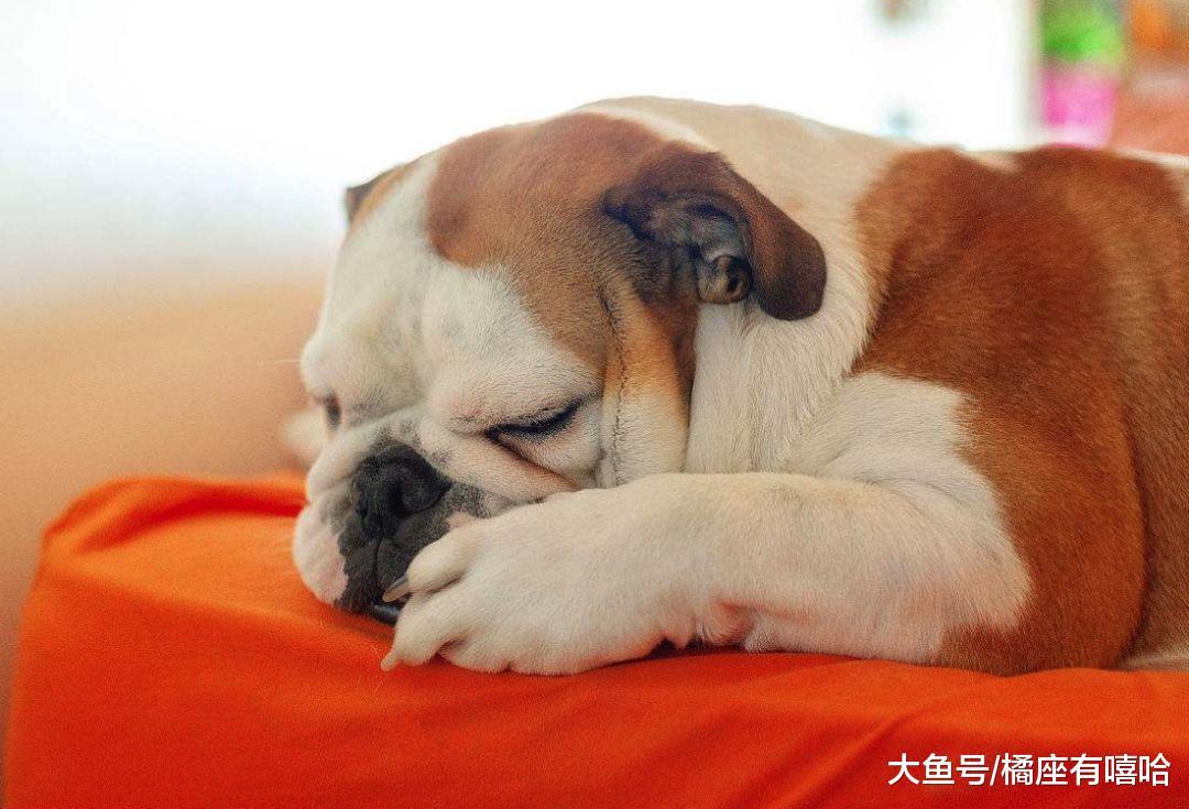 史上最详细宠物航空托运流程! 客舱、货舱托运