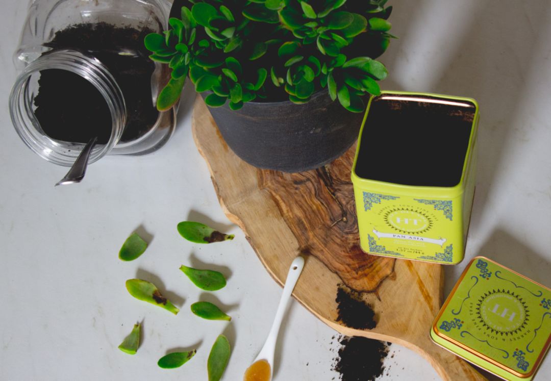 多肉植物如何快速繁殖多盆,玉树摘下的叶片怎