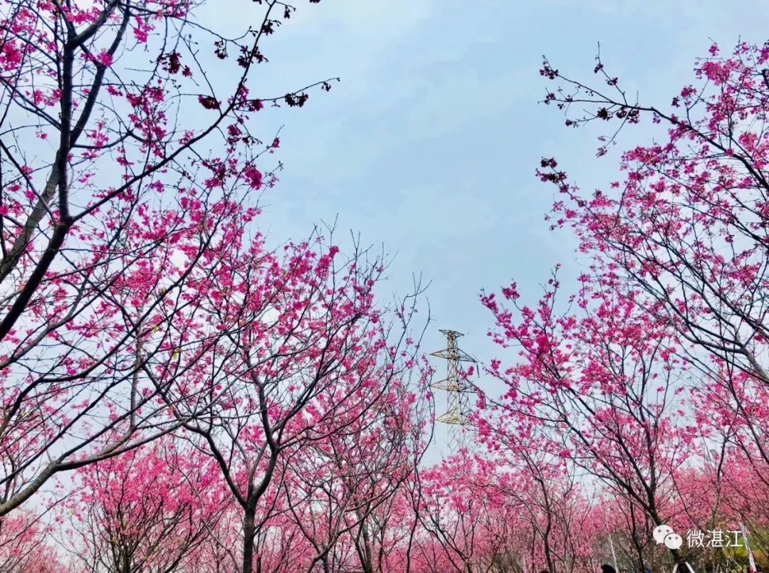 这才是3月最值得去的8个地方，就在湛江，已经把摄影师逼疯了