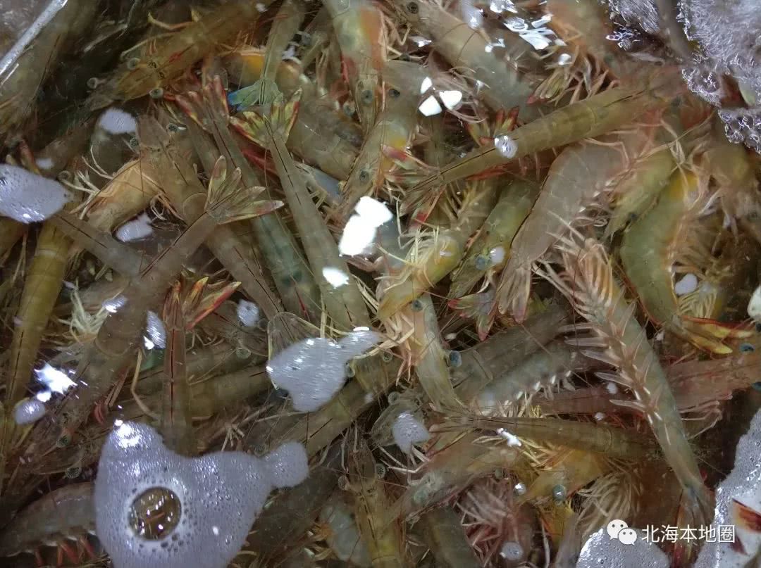 北海节前海鲜价格暴涨?花蟹90元\/斤!海虾110元\/斤!