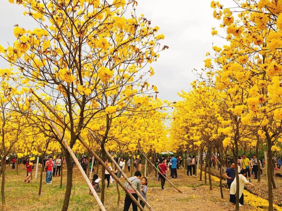 错过等一年!佛山最全“黄金风铃木地图”上线!大片刷屏!