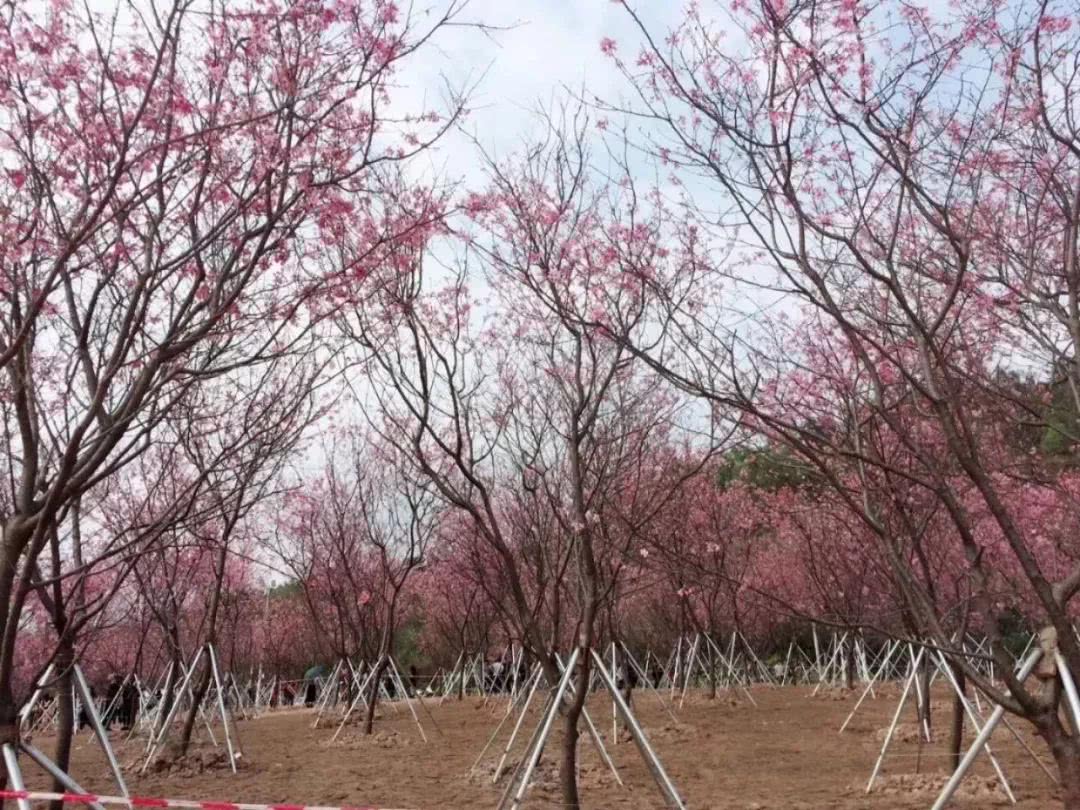 这才是3月最值得去的8个地方，就在湛江，已经把摄影师逼疯了