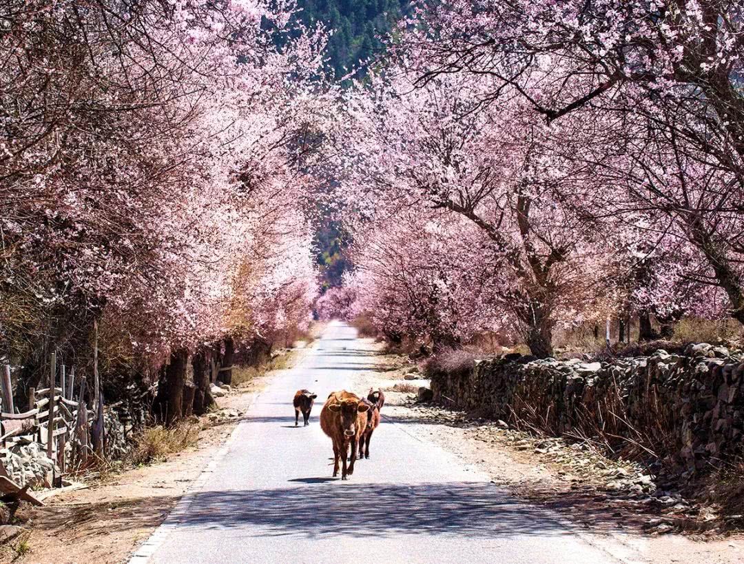 拉萨出发!川藏线林芝桃花五日线路攻略,附住宿游玩攻略!